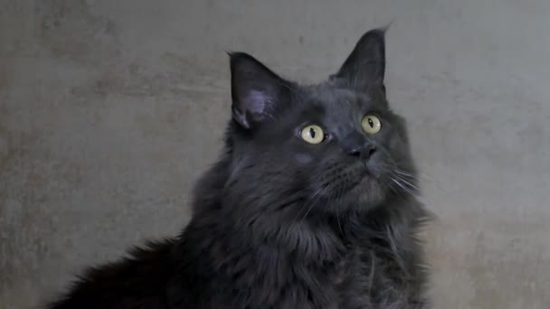 Gato Esponjoso Lindo Sienta Junto Pared Gira Cabeza Mira Con — Vídeos de Stock