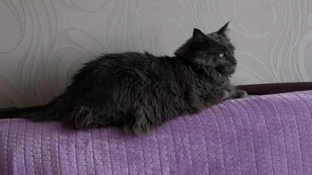Μεγάλη Χνουδωτή Γάτα Μέιν Ρουν Ξαπλώνει Ροζ Καναπέ Κοιτάζει Έντονα — Αρχείο Βίντεο