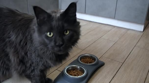 Eine Große Graue Katze Flauschig Reicht Zwei Schüsseln Trockenfutter Der — Stockvideo