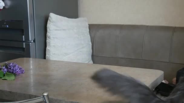 Hermoso Gato Sienta Mesa Expulsado Mesa Dueño Intenta Atrapar Gato — Vídeos de Stock