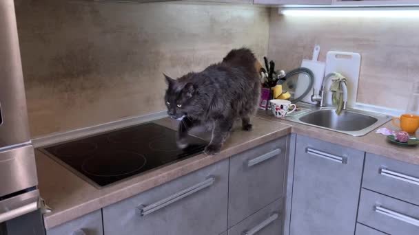 猫在炉子和桌子上走来走去 环顾四周 只想着食物 宠物的慢镜头 高质量的4K镜头 — 图库视频影像