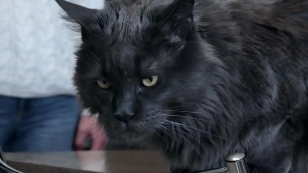 大規模な灰色のメインコーン猫は テーブルの上に座って 椅子のニッケルメッキ表面のスニッフは 所有者が近くに立っている 高品質4K映像 — ストック動画