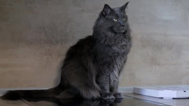 Pisica Foarte Drăguț Gri Pufos Așezat Soba Electrică Bucătărie Wagging — Videoclip de stoc