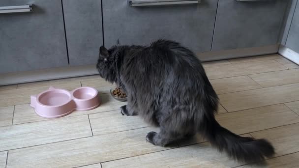 Grande Gato Grisalho Fofo Passa Duas Taças Comida Seca Cozinha — Vídeo de Stock