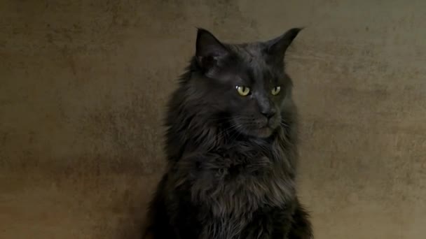 可愛い大きなふわふわの緑の目メインの繭の猫は カメラの近くのビューフロントビューのポーズ 高品質4K映像 — ストック動画