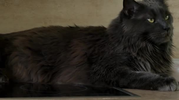 大熊躺在炉边比萨饼盒旁边摆姿势 漂亮而严肃的猫 高质量的4K镜头 — 图库视频影像