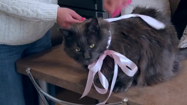 Gato Maine Coon Gris Sienta Una Mesa Con Lazo Cuello — Vídeos de Stock