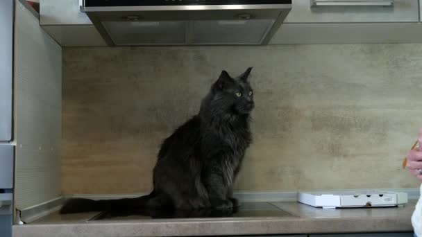 Eine Schöne Maine Coon Katze Sitzt Der Küche Neben Der — Stockvideo