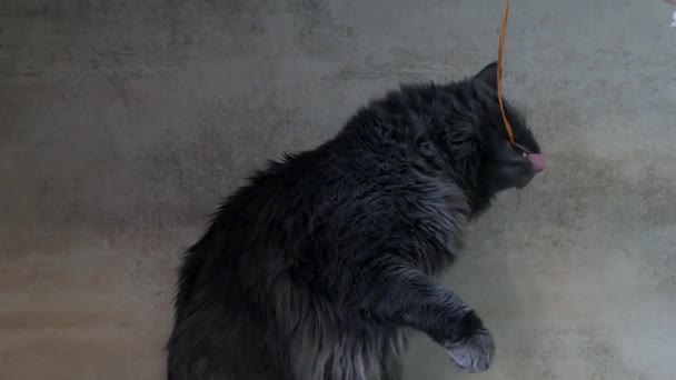 Eine Große Graue Maine Coon Katze Nagt Einem Blatt Der — Stockvideo