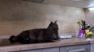 Yalan söyleyen kara kedinin kamerasından uzaklaşmak. Şişko bir kedi lavabonun yanındaki mutfakta uzanıyor ve dinleniyor. Tembel bir Maine Rakunu dinleniyor. Yüksek kalite 4k görüntü