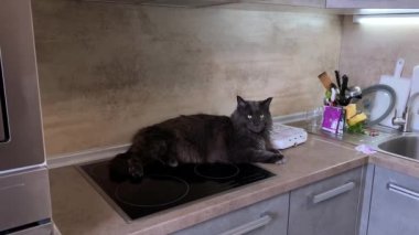 Büyük siyah kediye yumuşak kamera tepsisi. Maine Rakunu. Kedi mutfakta sebze dilimleme ekipmanının yanında yatıyor, yanında bir pizza yatıyor, bir Maine Rakunu kendi payını bekliyor. Kürklü kameranın yumuşak yaklaşımı. 4k 