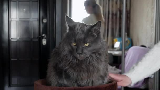 Puszysty Kot Siedzi Przed Lustrem Ale Ciągle Się Odwraca Dziewczyna — Wideo stockowe