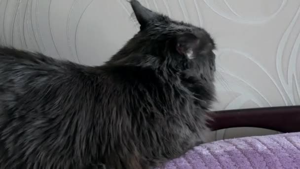 Μια Δυσαρεστημένη Μαύρη Γάτα Ξαπλώνει Στον Καναπέ Και Γυρίζει Κεφάλι — Αρχείο Βίντεο