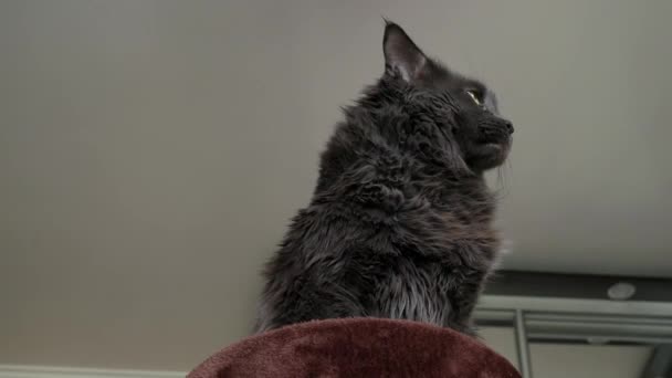 Ashy Maine Coon Siedzi Parapecie Widok Dno Kot Siedzi Drapaczu — Wideo stockowe
