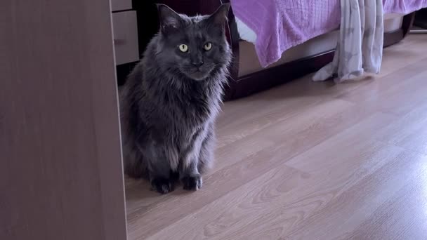 Black Maine Coon Cat Looks Cabinets Licks Itself Big Black — Stock Video