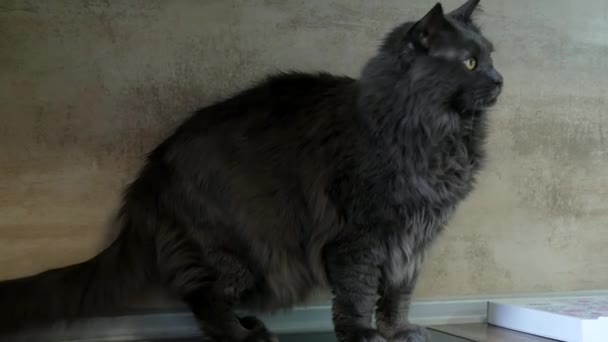 Close Maine Coon Gato Lado Grande Favorito Fofo Família Olha — Vídeo de Stock