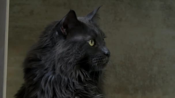Närbild Porträtt Maine Coon Katt Poserar För Kameran Katten Poserar — Stockvideo