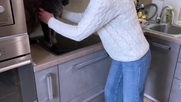 Женщина Обнимает Большого Кота Медленная Съемка Радости Девушки Девушка Отходит — стоковое видео
