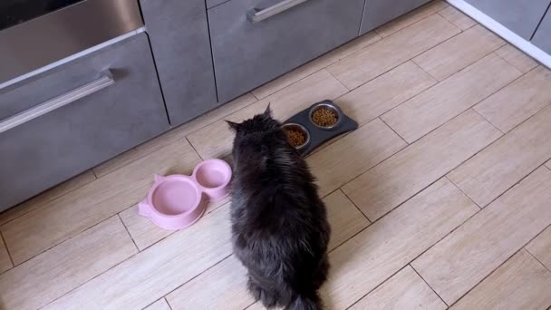 건조식품 고양이가 점심을 먹는다 커다란 고양이는 주위를 둘러보면서 그릇에서 음식을 — 비디오