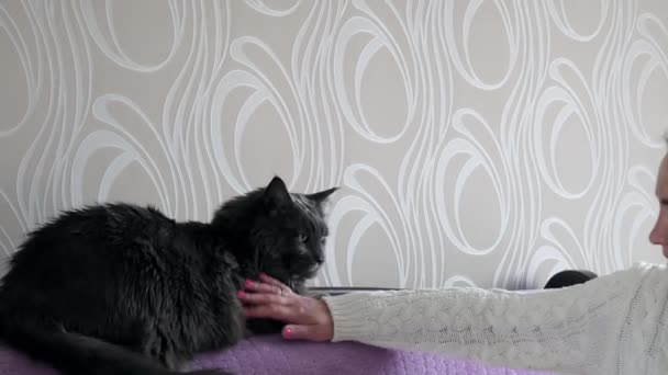 Una Chica Rasca Mentón Del Gato Acaricia Maine Coon Sofá — Vídeo de stock