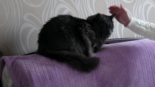 Angry Cat Does Petted Sits Frowning Sofa Large Black Maine — Stock Video
