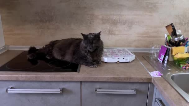 Black Maine Coon Sover Köksbordet Sen Vaknar Katten Långsamt Kameran — Stockvideo