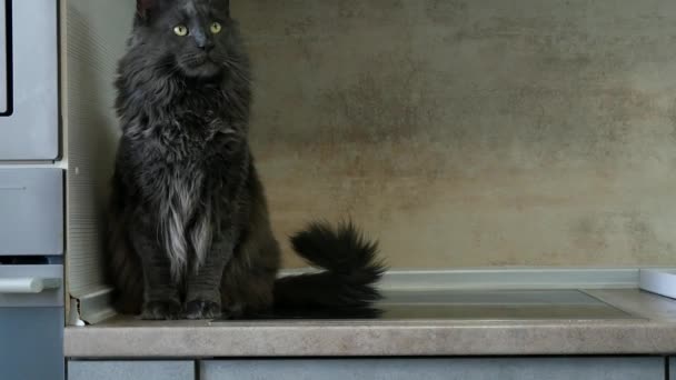 一只黑灰相间的猫坐在厨房的柜台上摆姿势要相机 坐在厨房里 一只缅因州的大猫对着摄像机摆姿势 摇着头和尾巴 俯视着在场的猫 — 图库视频影像