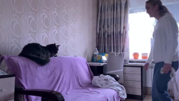 Cat Climbed Couch Licks Itself Girl Strokes Maine Coon Cat — Stock Video