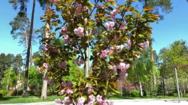 Mavi gökyüzünün arka planında pembe çiçek açan sakura, yavaş çekim. Rüzgarda sallanan sakura çiçeğinin yavaş çekim videosu. Yerel parkta, mavi gökyüzünün arka planında, pembe çiçekler 4K