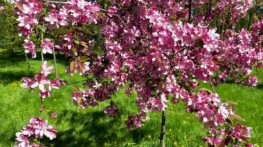 Bahar videosu 4K 'de çiçek açan pembe sakura ağacı çiçekleri. Central Park 'ta baharda büyük tomurcuklu pembe sakura çiçeğinin yavaş çekim görüntüleri. Yüksek kalite 4k görüntü