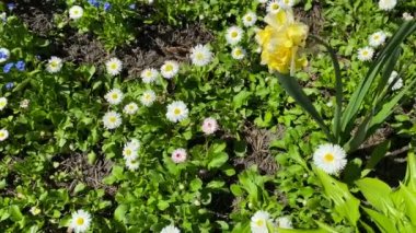Şehir parkında büyük papatyalar. Sarı nergis. Şehir parkında beyaz papatya çiçekleri. Yeşil çimenler ve mavi yapraklar. Beyaz papatyaların yavaş çekimleri. Yüksek kalite 4k görüntü