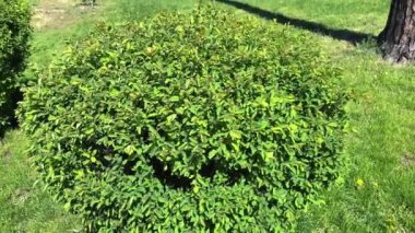 Küresel şekilli yeşil çalı, güneşli bir gün. Küresel şekilli parkta yeşil, güzel çalı, güneşli bir gün. Yüksek kalite 4k görüntü