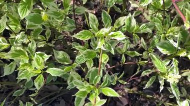 Dekoratif çalı, yapraklar büyük, yeşil ve kenarları hafif. Çimen, beyaz dekoratif bir çalılıktır. Yapraklar büyük, yeşil ve kenarları hafif kenarlıdır. Yüksek kalite 4k 