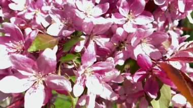 Bir arı, pembe kiraz çiçeklerinden nektar toplar. Çiçek açan sakura. Pembe kiraz çiçekleri ağacın dallarına saçılmıştır. Yerel bir parkta sakura 'dan arılar tarafından toplanan nektar. 4k