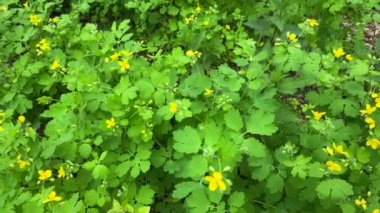 Celandine, sarı çiçekli yeşil bitki, yavaş çekim. Chelidonium majus, büyük bir celandine, haşhaş familyasının daimi bitki örtüsü. Sarı celandin çiçeklerinin yavaş çekim görüntüleri.