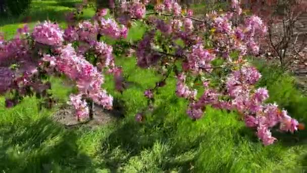 Różowa Sakura Duże Kwiaty Kołyszą Się Wietrze Spacer Wzdłuż Kwiatów — Wideo stockowe