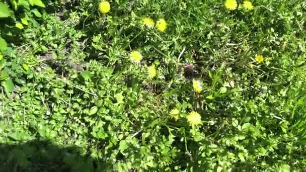 Tagpfauenauge Schmetterling Sitzt Auf Einem Gelben Löwenzahn Tagpfauenauge Schmetterling Sitzt — Stockvideo