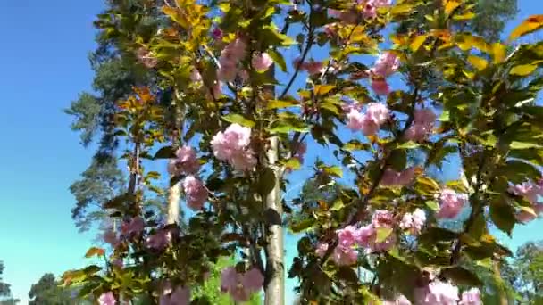 Virágzó Szakura Közelkép Virágszobáról Rózsaszín Virágú Rózsaszín Cseresznyevirágzású Fák Egy — Stock videók