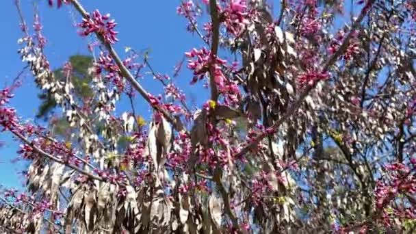수선화는 공원에서 분홍색 꽃으로 피어나고 있었습니다 캐나다 보라색은 피어나고 나무에 — 비디오