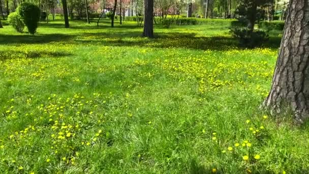 Prato Verde Nel Parco Dove Crescono Conifere Tarassaco Filmato Rallentatore — Video Stock