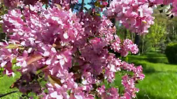 Багато Рожевих Квіток Сакури Метуть Вітром Гілки Квітучої Сакури Всіяні — стокове відео