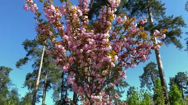 Sakura Merah Muda Mekar Latar Belakang Langit Biru Gerakan Lambat — Stok Video