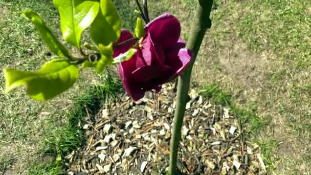Red Magnolia Camera Zoom Out Slow Motion Purple Magnolia Flowers — Stock Video