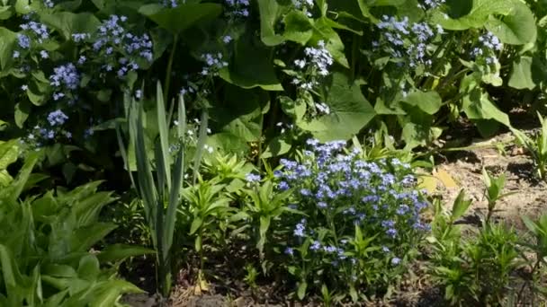 Azul Esqueça Nots Flores Azuis Com Folhas Verdes Fundo Natural — Vídeo de Stock