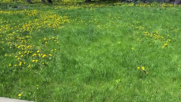 Strefa Parkowa Letni Dzień Łąka Zieloną Trawą Usiana Mniszkami Słoneczny — Wideo stockowe
