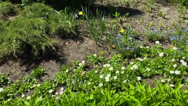 Marguerites Blanches Myosotis Bleus Dans Parc Sur Lit Fleurs Dans — Video