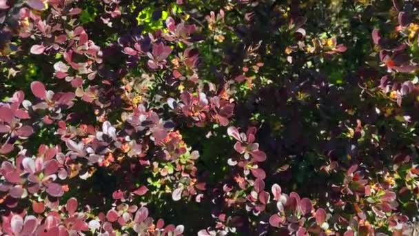 Thunberg Barberry Arbusto Decorativo Jardín Con Hojas Color Borgoña Parque — Vídeos de Stock