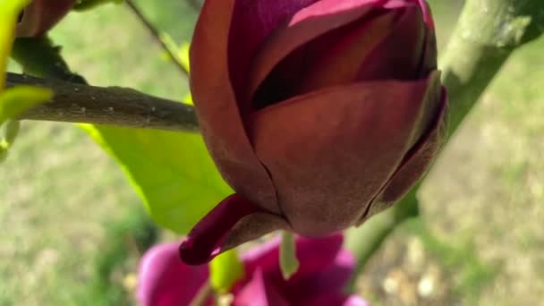 紫玉兰花春天开花 许多勃艮第木兰花在树上开花 在蓝天的背景下 长着大芽的勃艮第木兰花在摇曳 — 图库视频影像