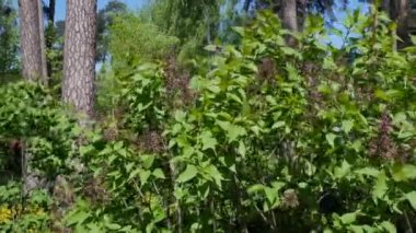 Rüzgâr, güneşli bir bahar gününde arka planda ağaç gövdeleriyle leylak çalısı sallıyor. Yüksek kalite 4k görüntü