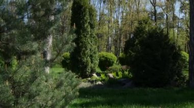 Yeşil park, bahçe. Kesilmiş çalıları ve ağaçları olan alçak çimler. Yüksek kalite 4k görüntü